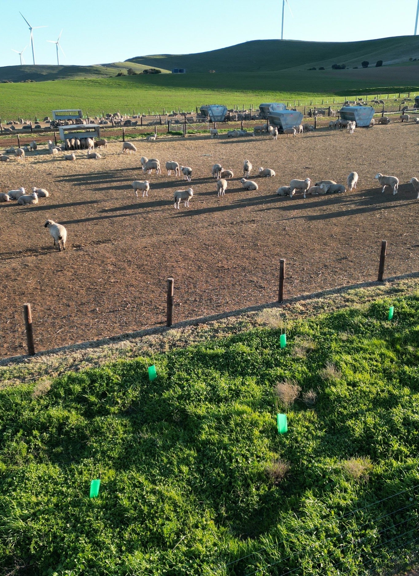 Sheep grazing in a fenced area with wind turbines in the background