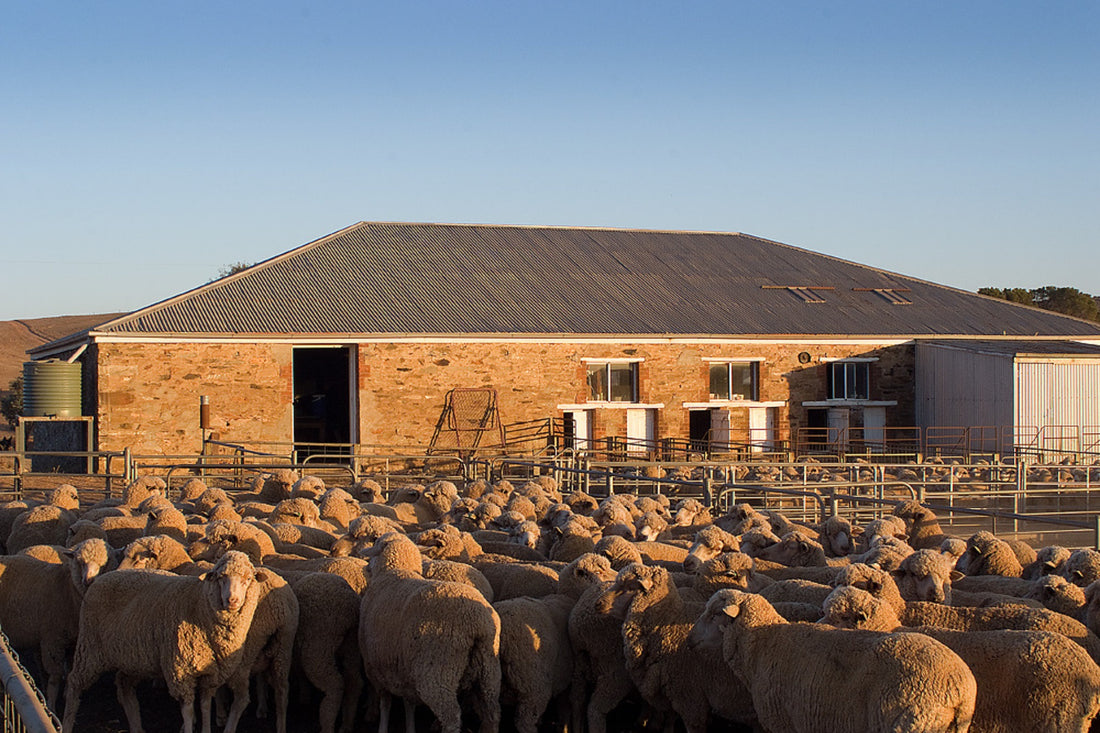 Sheep gathered in front of a brick building with a clear blue sky.